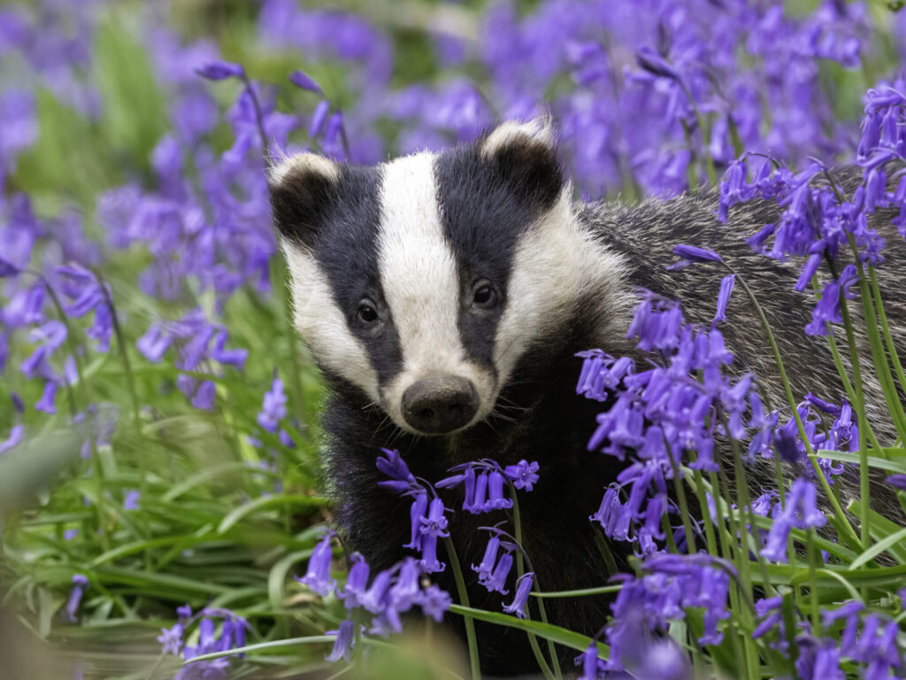 Badger in Blue