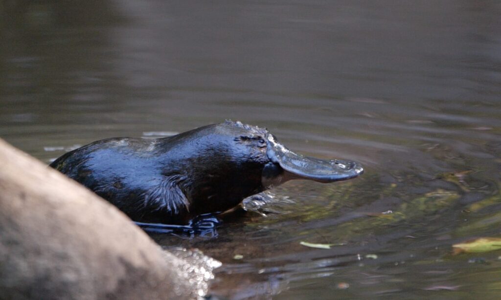 Duck billed platypus