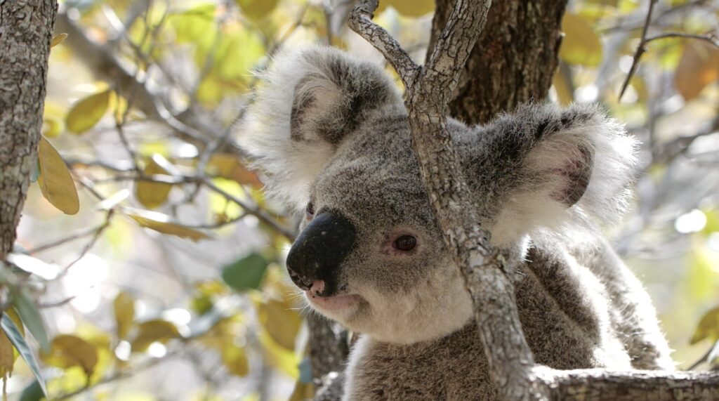 Koala