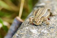 The 'viviparous lizard'. It incubates its eggs inside its body and 'gives birth' rather than laying eggs. The 'viviparous lizard'. It incubates its eggs inside its body and 'gives birth' rather than laying eggs.