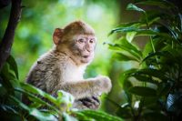 A Barbary Macaque. Macaques have recently been re-classified from vulnerable to endangered status. A Barbary Macaque. Macaques have recently been re-classified from vulnerable to endangered status.