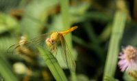 A dragonfly pauses momentarily in Chitwan National Park. Nepal, 2012. A dragonfly pauses momentarily in Chitwan National Park. Nepal, 2012.