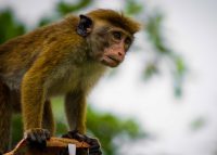 A macaque surveys its territory from a rooftop. Sri Lanka, 2016. A macaque surveys its territory from a rooftop. Sri Lanka, 2016.