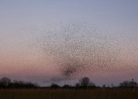 Starlings fill the sky in a huge murmuration. Shapwick Heath, 2018. Starlings fill the sky in a huge murmuration. Shapwick Heath, 2018.