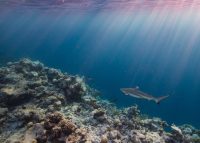A blacktip shark patrols the reef edge at dusk. Maldives, 2020. A blacktip shark patrols the reef edge at dusk. Maldives, 2020.