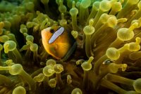 Anemonefish in Philippines Anemonefish in Philippines