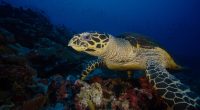 Hawksbill Seaturtle Hawksbill Seaturtle