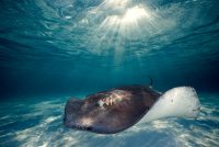 Stingray in Grand Cayman Stingray in Grand Cayman