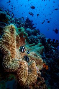 Anemonefish in Philippines Anemonefish in Philippines