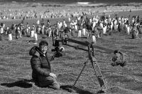 Filming Gentoo Penguins in South Georgia