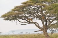 Yusuf Thakur Gallery Image 4 Yusuf Thakur Gallery Image 4