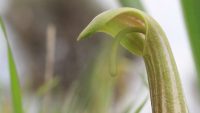 'Arisarum vulgare' - Macro Still from online documentary series, from Akamas Peninsula, Cyprus. Shot with Canon 7d, 55mm/2.8 Nikon prime 'Arisarum vulgare' - Macro Still from online documentary series, from Akamas Peninsula, Cyprus. Shot with Canon 7d, 55mm/2.8 Nikon prime