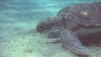 Caretta caretta grazing - Still from an underwater shoot in Limassol, Cyprus. Shot with Sony DSC-RX100 Mark IV Caretta caretta grazing - Still from an underwater shoot in Limassol, Cyprus. Shot with Sony DSC-RX100 Mark IV