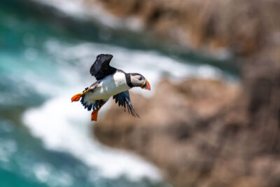 Puffin at Saltee Island Puffin at Saltee Island