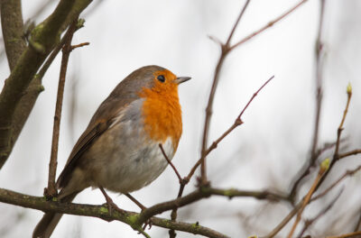 European Robin (Erithacus rubecula) located in Essex