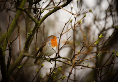 European Robin (Erithacus rubecula) located in Essex