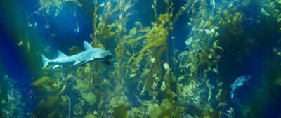 Leopard Shark (Triakis semifasciata) located at Monterey Bay, California