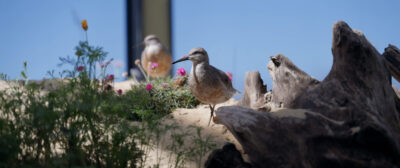 Red Knot (Calidris canutus) located at Monterey Bay, California