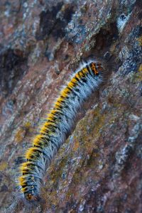 Grass Eggar ( Lasiocampa trifolii) moth caterpillar on bare rock,