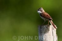 Common Whitethroat perching on fence post