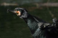 Cormorant. Bordeaux, France.