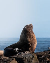Stellar Sea Lion, Race Rocks