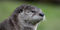 Otter, Esquimalt BC