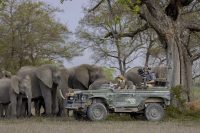With elephants for WildEarth TV
