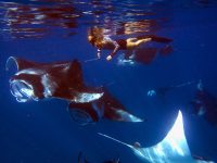 Filming at Hanifaru bay, Maldives