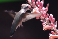 Hummingbird - Arizona Hummingbird - Arizona