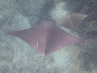 Devil Ray and Eagle Ray - Mahe, Seychelles Devil Ray and Eagle Ray - Mahe, Seychelles