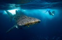 Whale Shark encounter