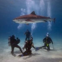 Me, a tiger shark (Galeocerdo cuvier), and the film crew in Bahamas. Photo by Stuart Coves divers.