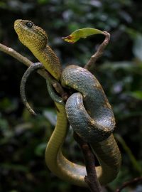 Variable bush viper (Atheris squamigera) in situ in Uganda.