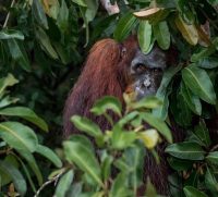 Borneo orangutan (Pongo pygmaeus) in situ in Borneo.