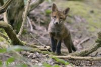 Fox cub exploring woodland near its earth.