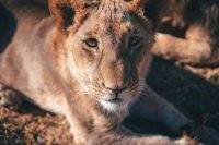 South Africa Lion Cub