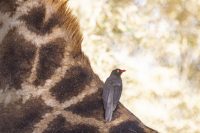 Oxpecker upon a Giraffe