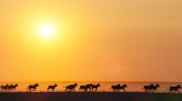 Zebras against the setting sun