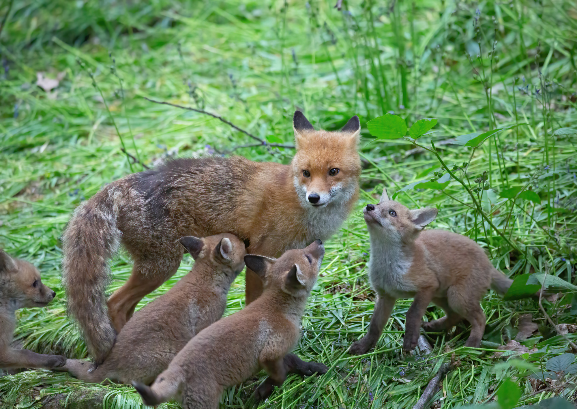 Fox Family